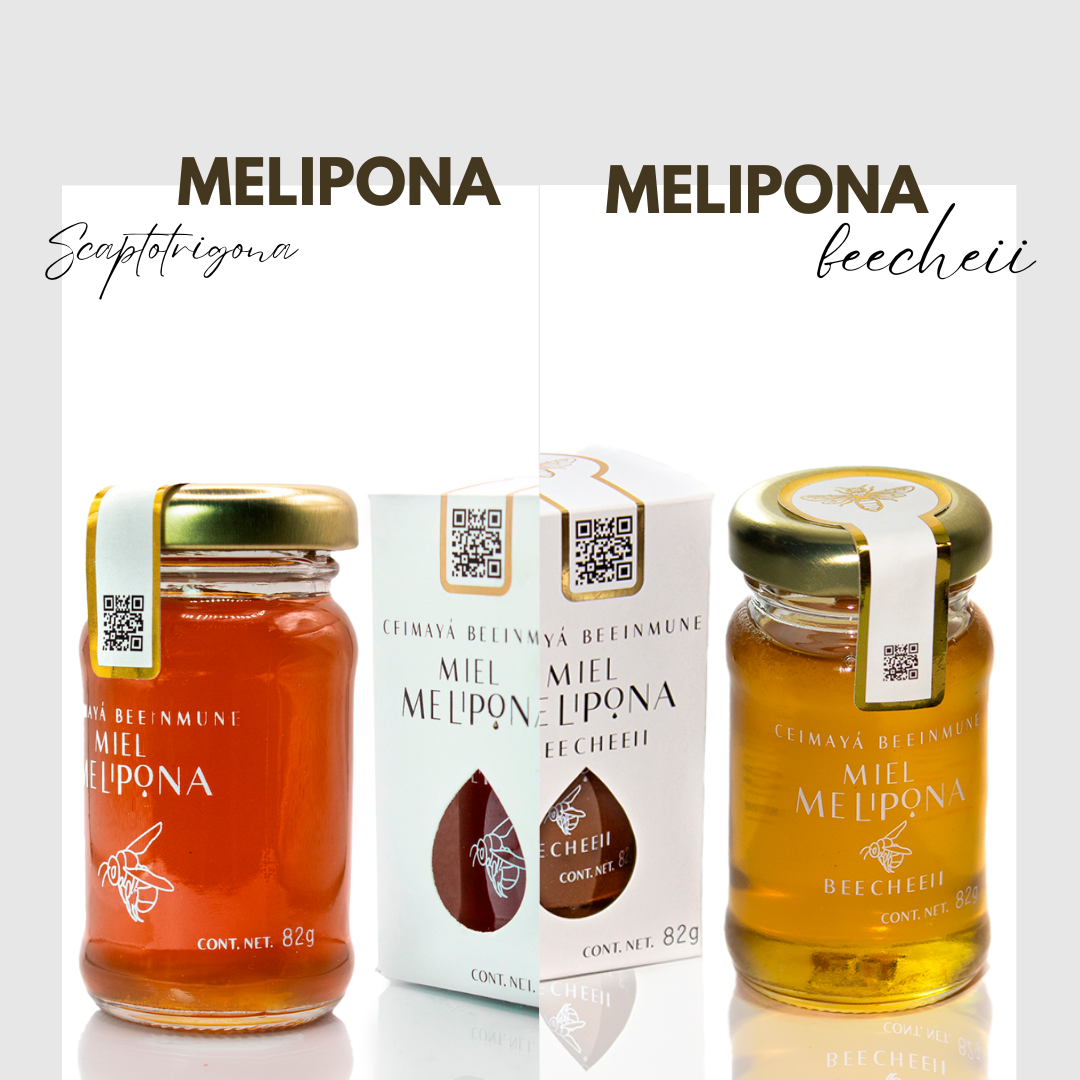 Miel de Melipona: dos regiones, dos expresiones, una herencia ancestral